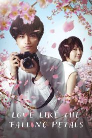 Sakura no Yona Boku no Koibito